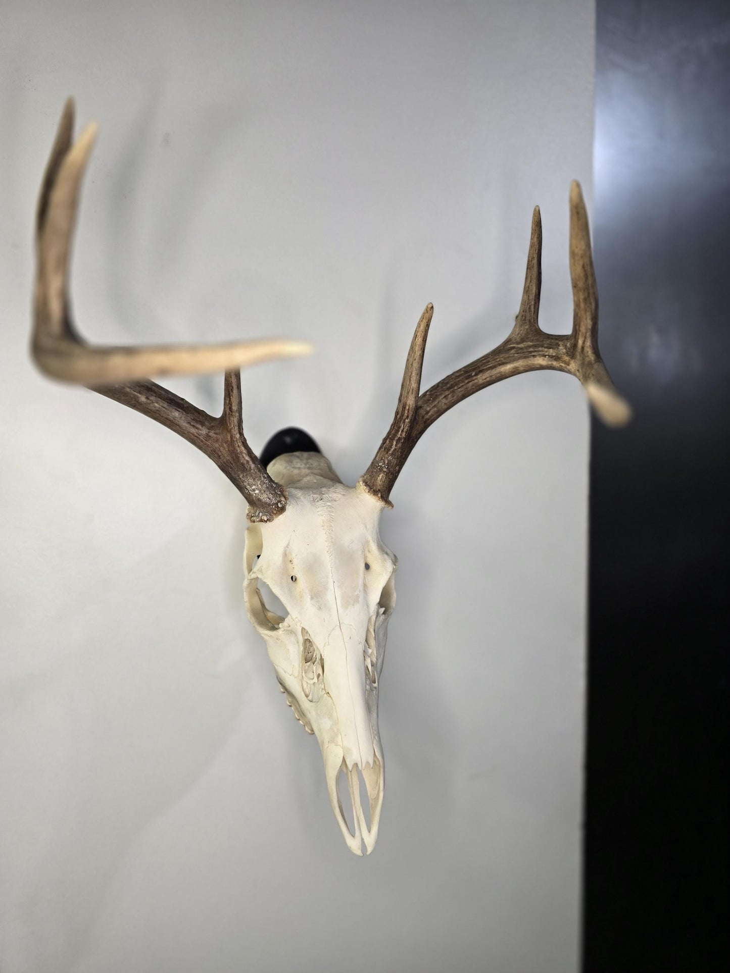 European Skull Mount Hanger Standard